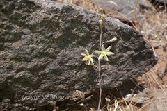 Drimia razii